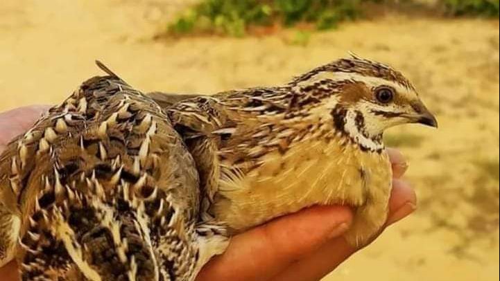 موسم صيد طائر السمان في سيناء 