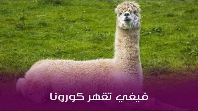 فيفي تقهر كورونا