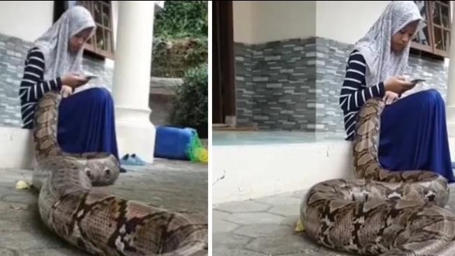 ثعبان ضخم ينام في حضن فتاة