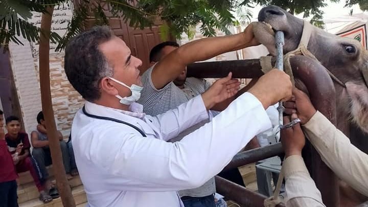 الطب البيطري بالغربية:قافلة بيطرية بقرية الراهبين احتفالا 