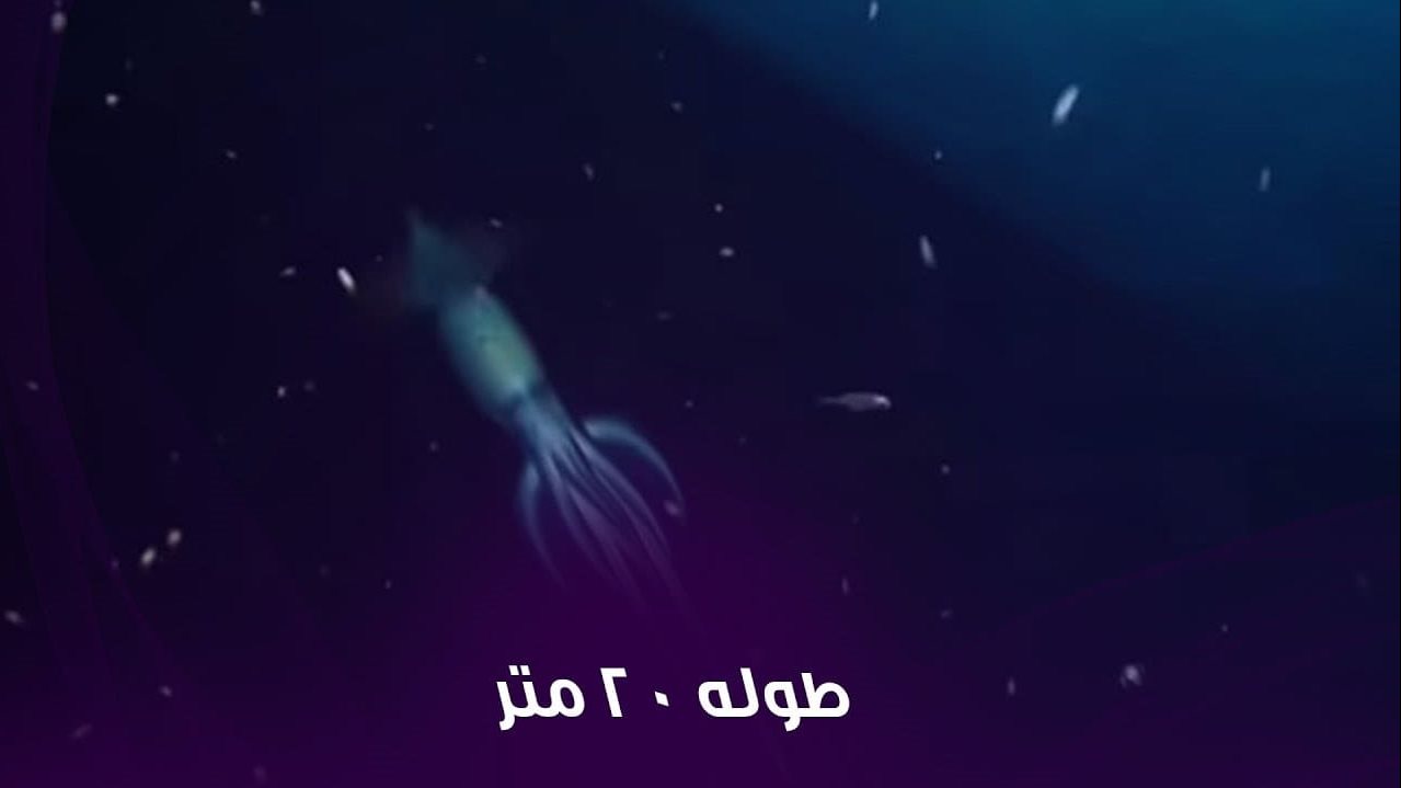 مخلوق عملاق في البحر الأحمر