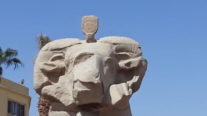 اكتشاف أفعى الكوبرا