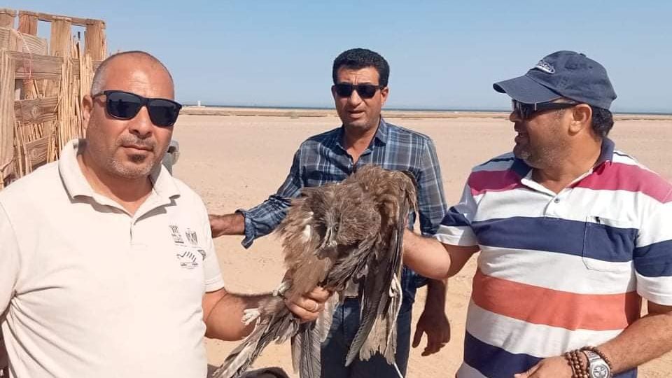 الصقور النادرة بعد ضبطها