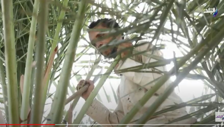 حصاد التمر