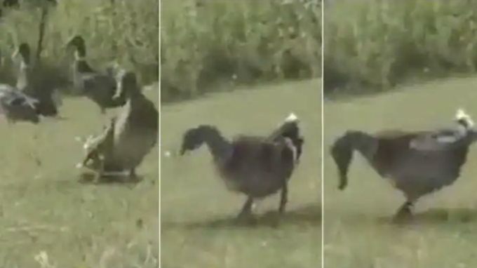 بطة مايكل جاكسون
