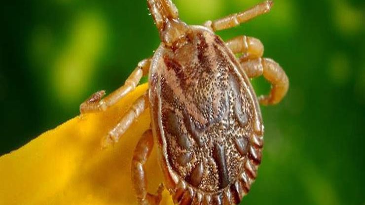 حشرة القراد