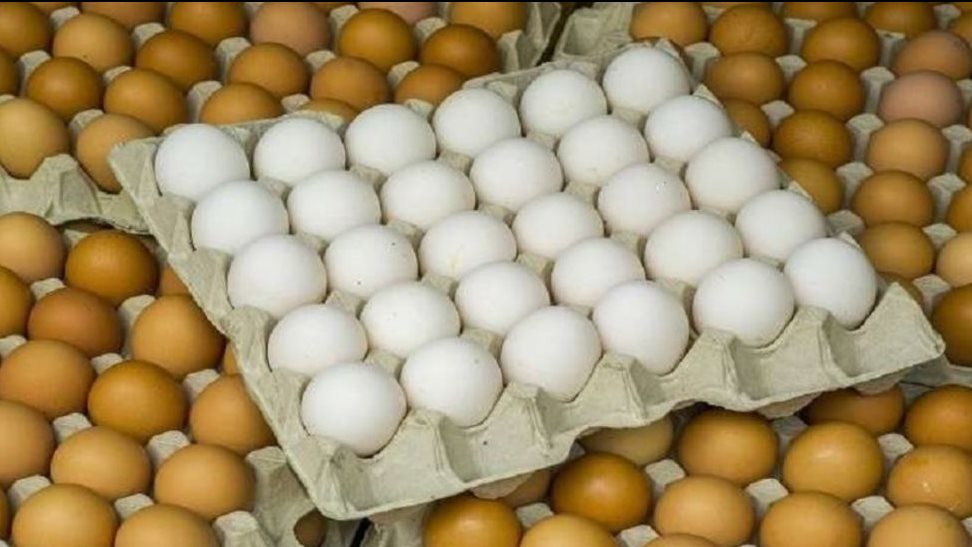 أسعار البيض 