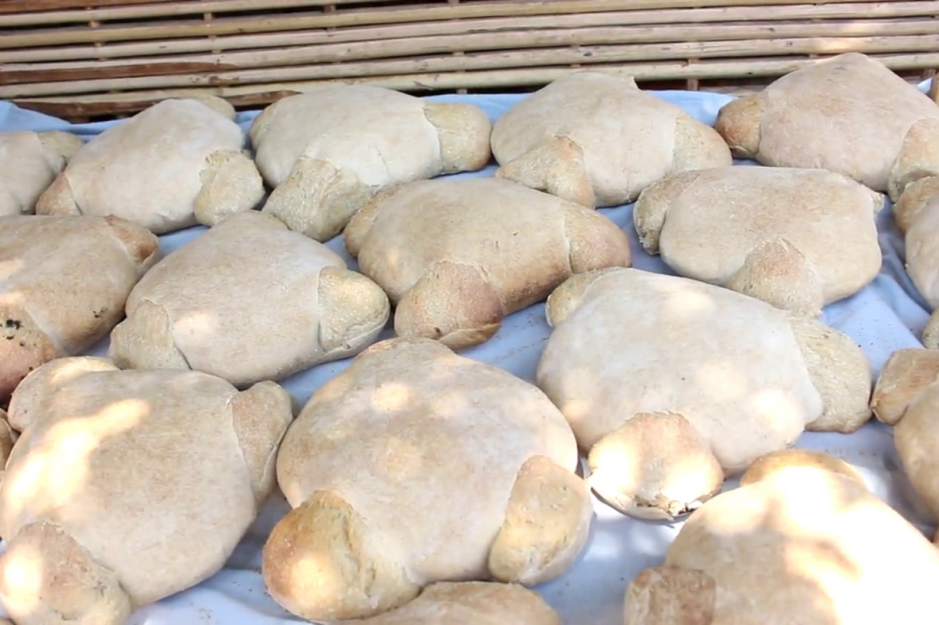 العيش الشمسي ذو الثلاث شقوق