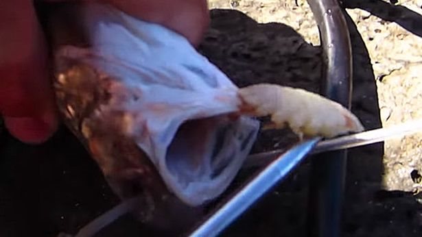 العثور على حشرة داخل فم سمكة في مشهد مخيف 