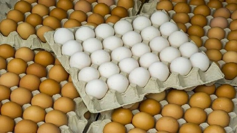 بيض المائدة