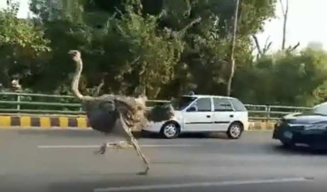 نعامة
