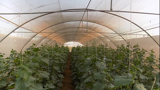 زراعات أسفل الصوب لحمايتها من الامطار