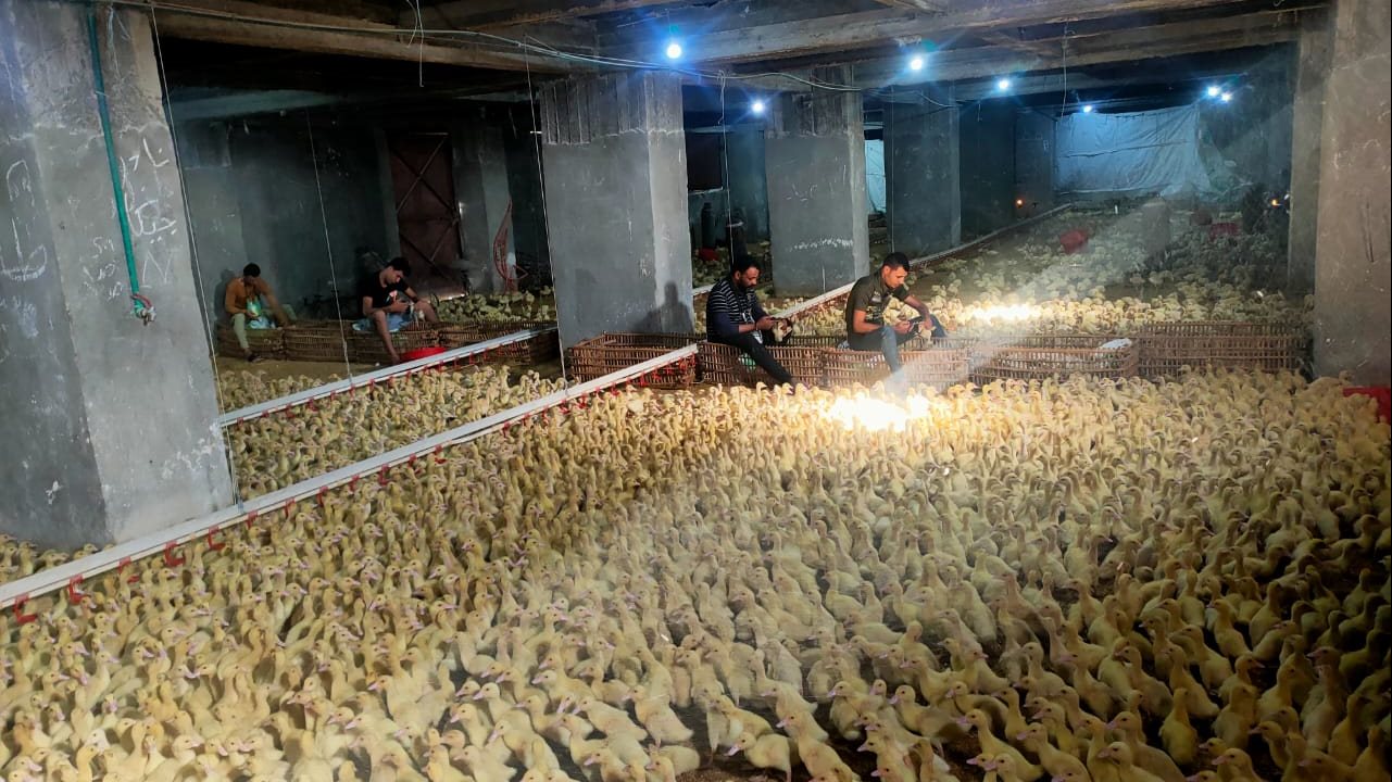 تحصين الحيوانات والطيور بالإسكندرية