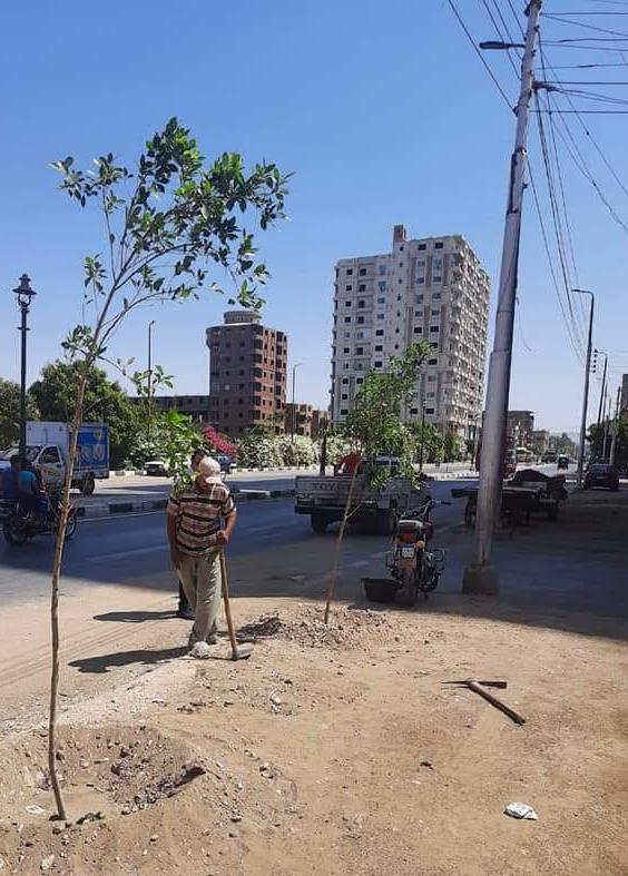 تشجير شوارع سوهاج تشجير شوارع سوهاج
