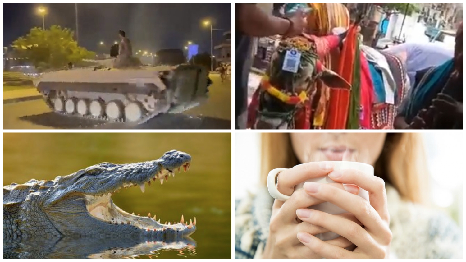 نشرة المنوعات