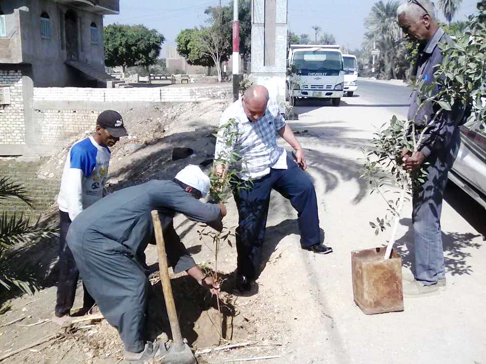 تشجير شوارع سوهاج