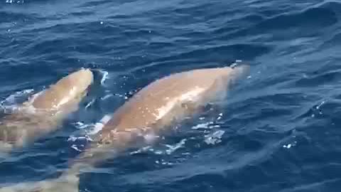 صورة موضوعية 