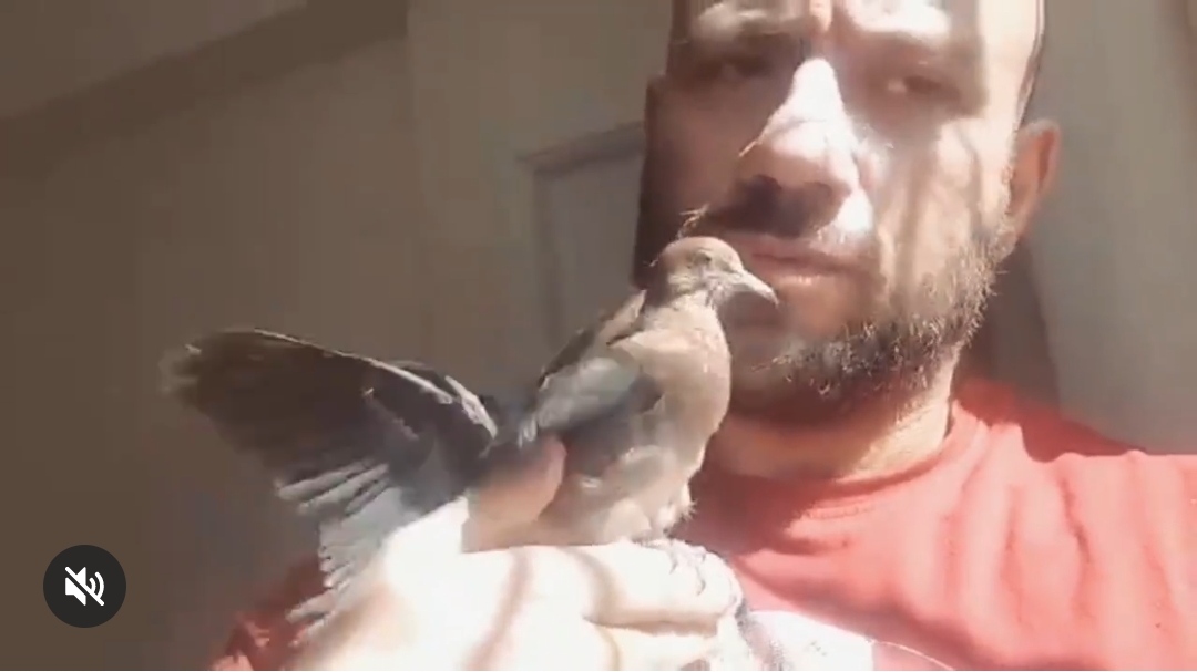احمد مكي