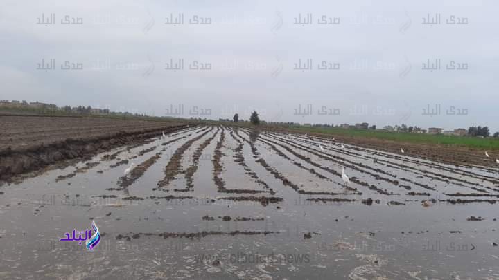 زراعة  كفر الشيخ