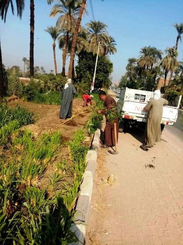 زراعة الأشجار بطما في سوهاج