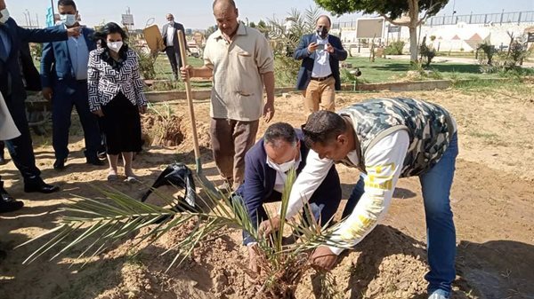 زراعة النخل