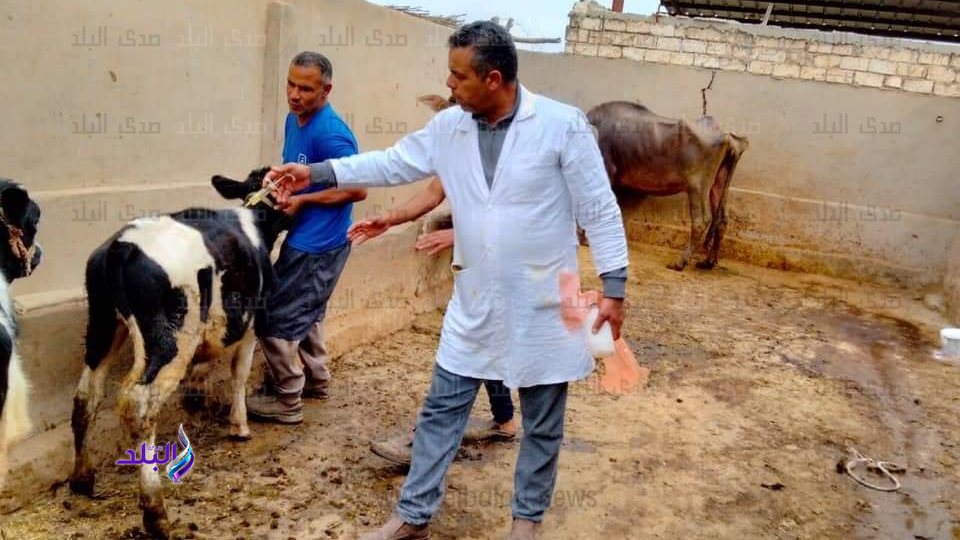حملات الطب البيطري بكفر الشيخ حملات الطب البيطري بكفر الشيخ