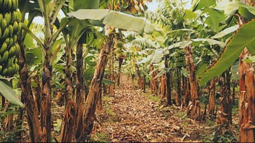 مخلفات الموز