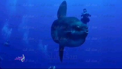 سمكة الشمس النادرة