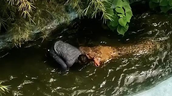 سائح يتعرض لهجوم تمساح