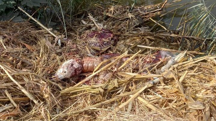 حمير مذبوحة