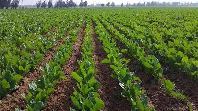 التوسع فى زراعة البنجر