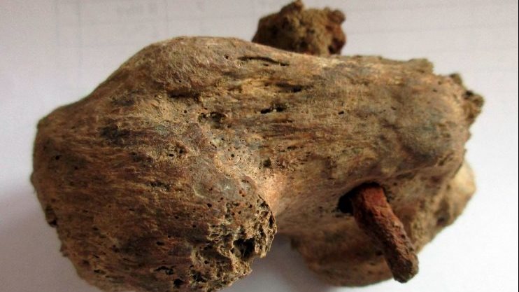 جزء من عظام أجريت عليها الدراسة