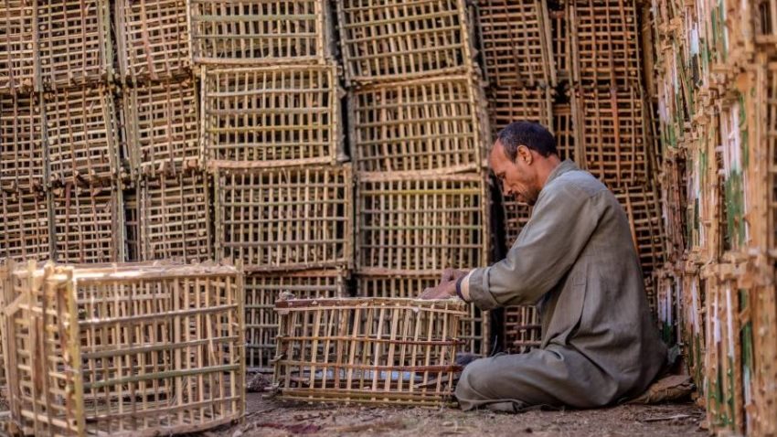 ورشة لتصنيع اقفاص الجريد