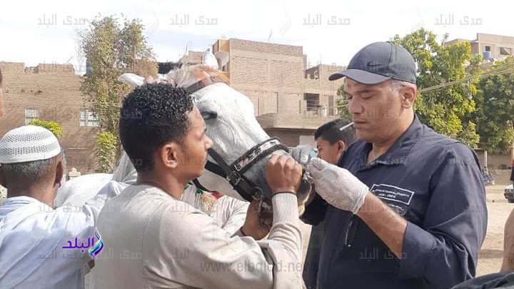 قافلة بيطرية بالاقصر