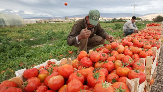 المحاصيل الزراعية