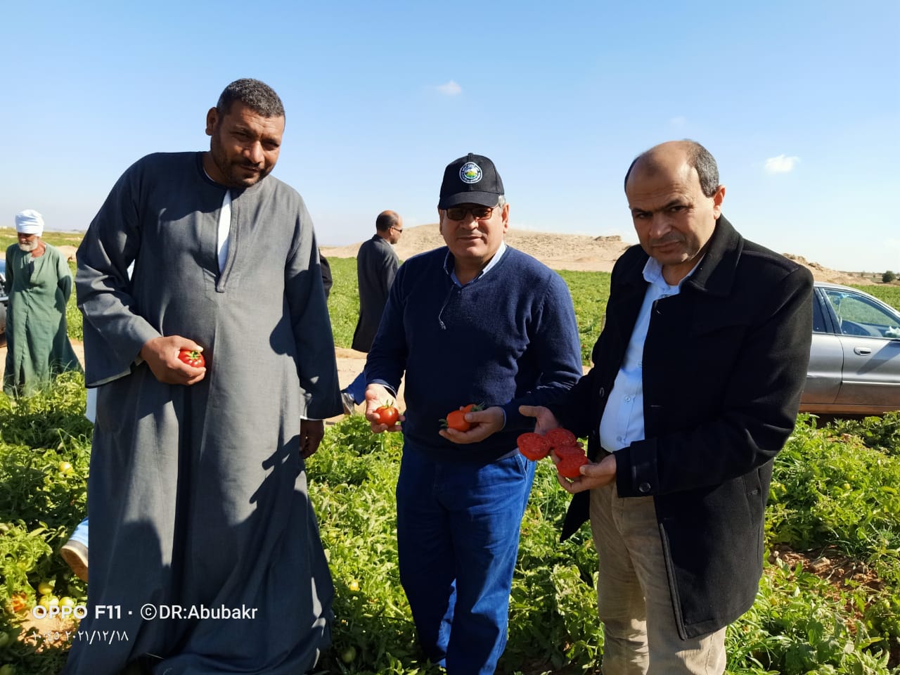 تقاوى الخضر