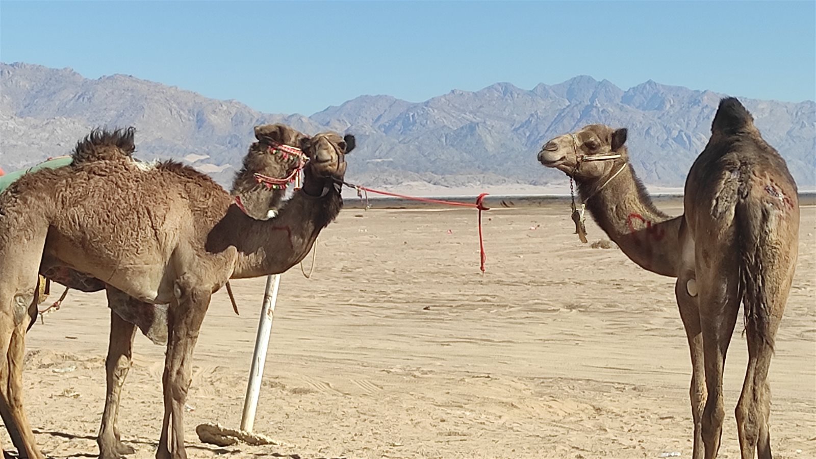 الهجن 