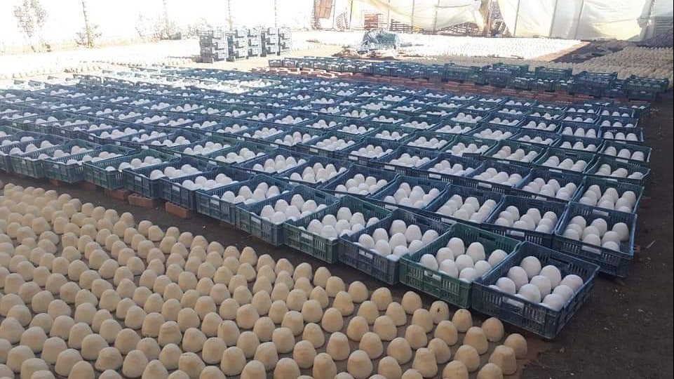 طلب إحاطة بشأن مصنع الجبن - الجميد