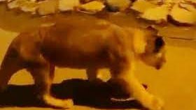 أسد يتجول في شوارع الصباحية في الكويت