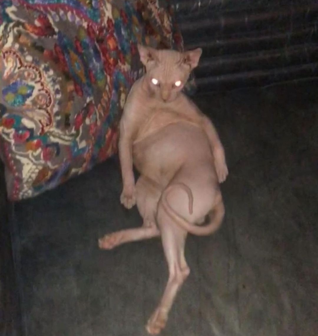 IMG_٢٠٢٢٠١١١_١٧٥٣٢٣