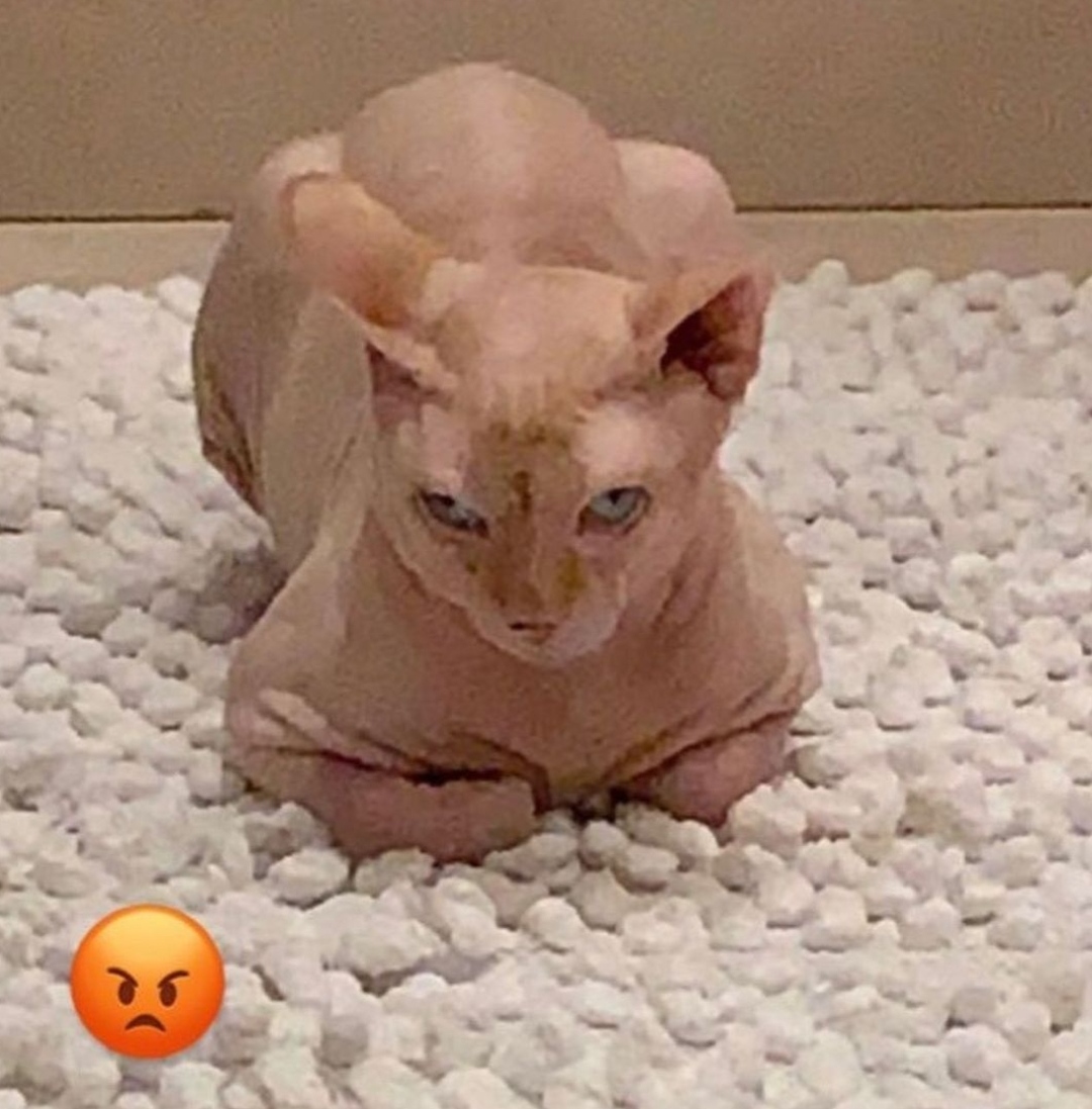 IMG_٢٠٢٢٠١١١_١٧٥٢٥٨