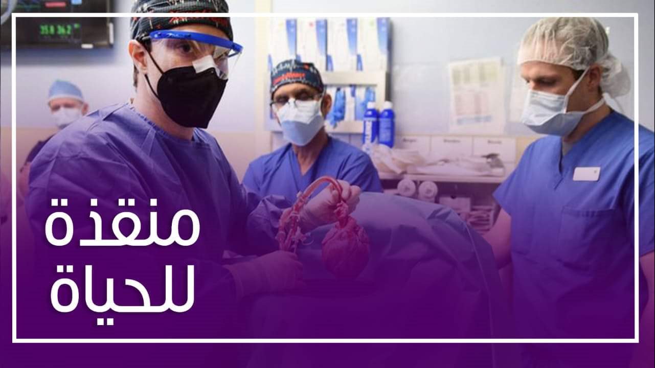 زراعة قلب خنزير