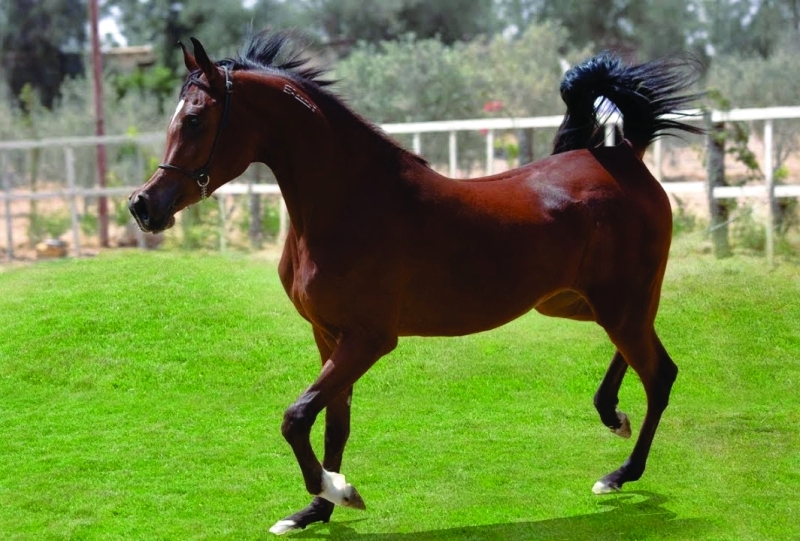 أرشيفية