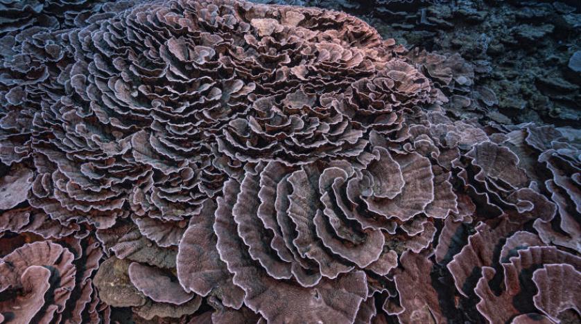 شعب مرجانية