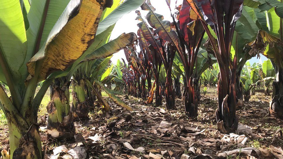 محصول الموز الكاذب