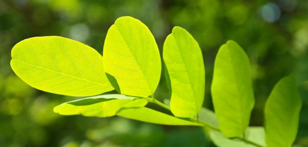 تأثير_الضوء_على_النبات