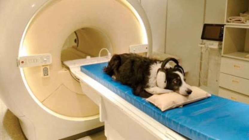 فندق للكلاب