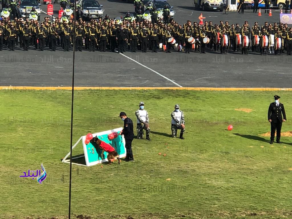 عروض الكلاب البوليسية