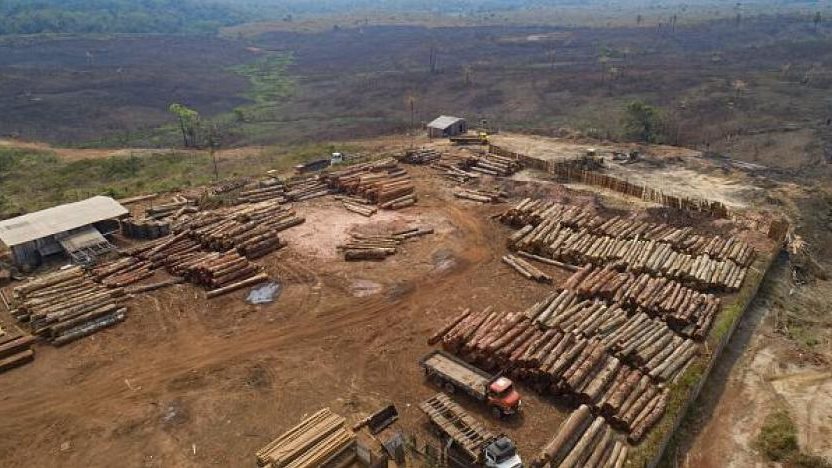 ازالة الغابات