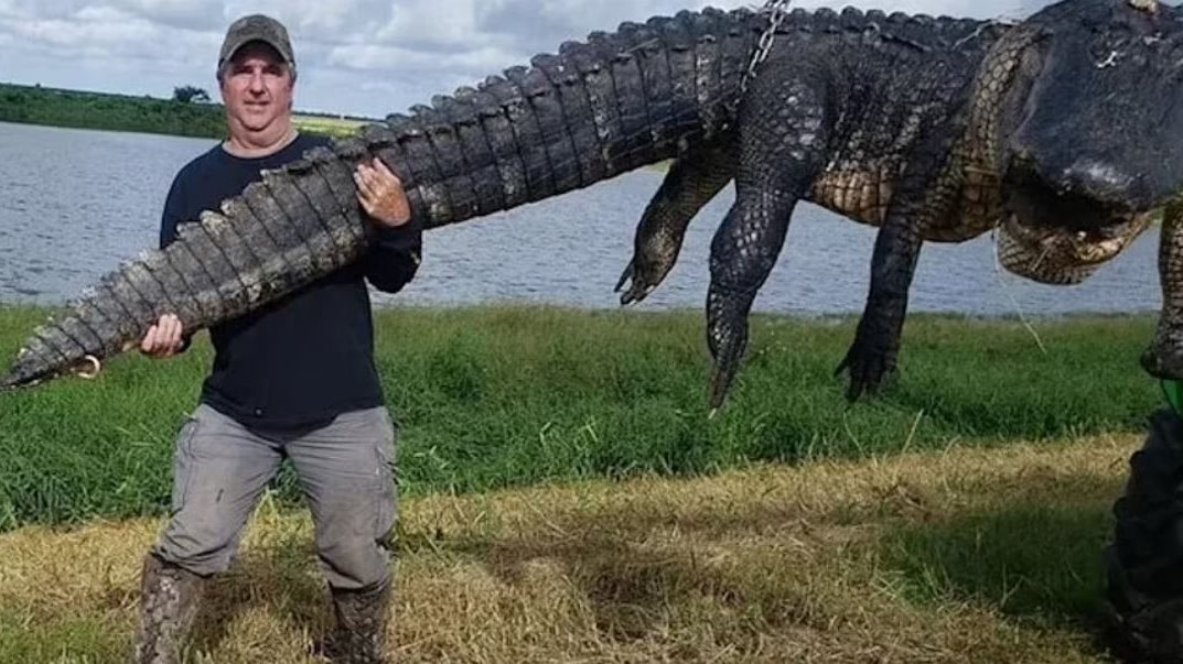 صورة التمساح